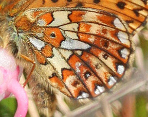 Prydlig Prlemorfjril, Boloria euphrosyne. Uggelheden, Vrmland, Sverige d. 17 juni 2017. Fotograf; Erling Krabbe