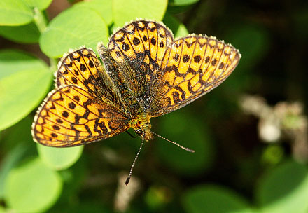 Sortringet Perlemorsommerfugl, Boloria eunomia. Fagersmossen, Blombacka,Vrmland, Sverige d. 18 juni 2017. Fotograf;  Erling Krabbe