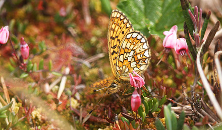 Sortringet Perlemorsommerfugl, Boloria eunomia. Fagersmossen, Blombacka,Vrmland, Sverige d. 18 juni 2017. Fotograf;  Erling Krabbe