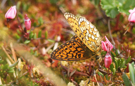 Sortringet Perlemorsommerfugl, Boloria eunomia. Fagersmossen, Blombacka,Vrmland, Sverige d. 18 juni 2017. Fotograf;  Erling Krabbe