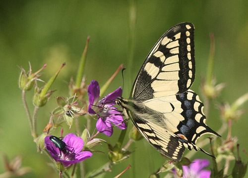 Svalehale, Papilio machaon. Timanshytten, rebro Ln, Sverige d. 18 juni 2017. Fotograf; Erling Krabbe