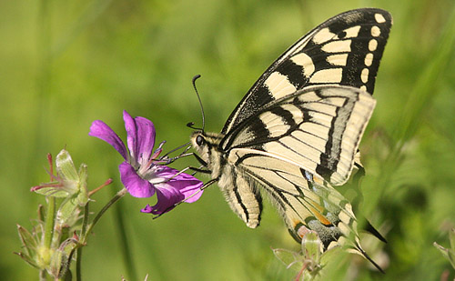 Svalehale, Papilio machaon. Timanshytten, rebro Ln, Sverige d. 18 juni 2017. Fotograf; Erling Krabbe