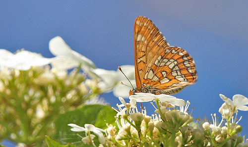 Askepletvinge, Euphydryas maturna. Spngabcken, Lindesberg, rebro Ln, Sverige d. 18 juni 2017. Fotograf; Erling Krabbe