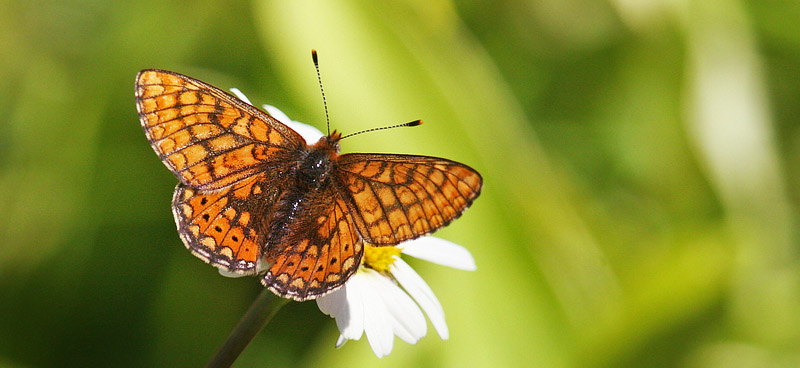 Hedepletvinge, Euphrydryas aurinia. Spngabcken, Lindesberg, rebro Ln, Sverige d. 18 juni 2017. Fotograf; Erling Krabbe