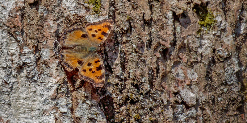 Kirsebrtakvinge, Nymphalis polychloros han. Brkne-Hoby, Blekinge, Sverige d. 9 april 2017. Fotograf; John S Petersen