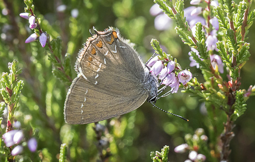 Egesommerfugl, Satyrium ilicis. Hagestad Naturresevat, Skne d. 28 juli 2017. Fotograf; Knud Ellegaard