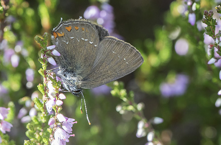 Egesommerfugl, Satyrium ilicis. Hagestad Naturresevat, Skne d. 28 juli 2017. Fotograf; Knud Ellegaard