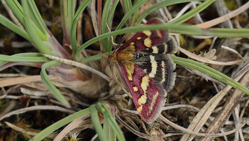 Purpurmøl, Pyrausta ostrinalis. Östra Sand, Skåne, Sverige d. 8 juli 2017. Fotograf; Lars Andersen