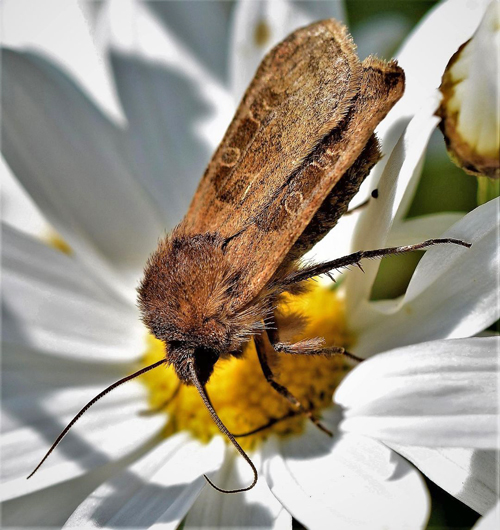 Kobberfly / Kobberugle, Chersotis cuprea (Denis & Schiffermüller, 1775). Fløten, Oppland, Norge d. 26 august 2017. Fotograf; Gerd Elisabeth Grini