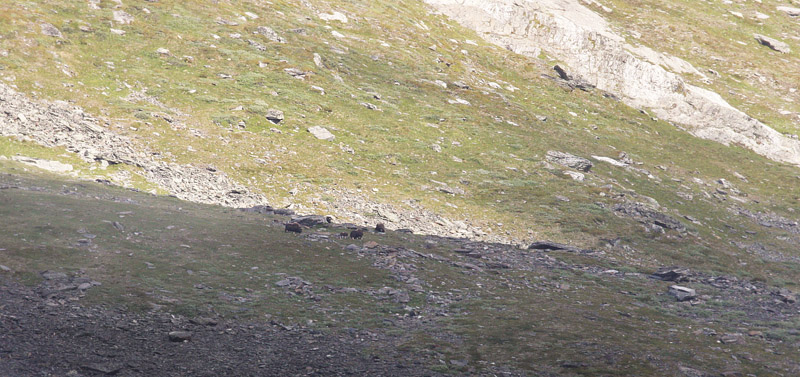 Moskusokser, Ovibos moschatus. Dovre Nasjonalpark, Oppland, Norge d. 17 juli 2017. Fotograf; Erling Krabbe