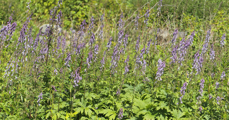 Nordisk Stormhat, Aconitum lycoctonum. Hheim, Vats, Buskerud, Norge d. 16 juli 2017. Fotograf; Lars Andersen