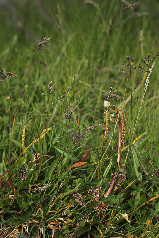 Fjeld-Rapgræs, Poa alpina. Kongsvold, Dovrefjell Nasjonalpark, Oppland, Norge d. 18 juli 2017. Fotograf; Lars Andersen