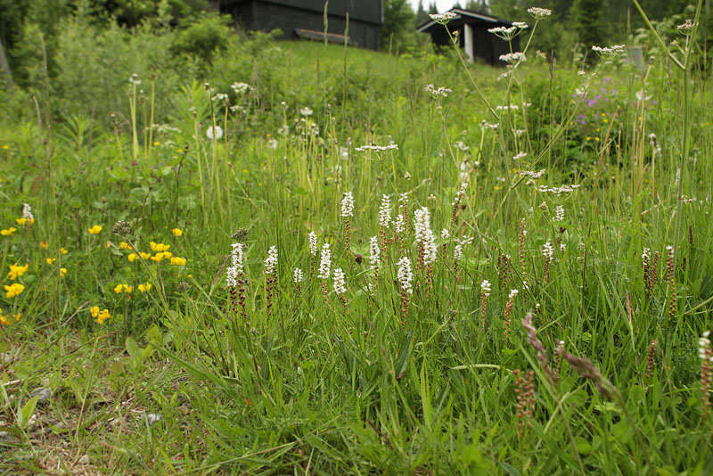 Topspirende Pileurt, Polygonum viviparum. Kulblikstra, Helgesjn, Hedmark, Norge d. 16 juni 2017. Fotograf; Lars Andersen