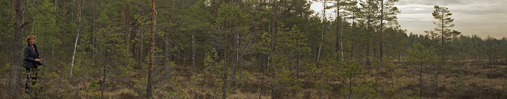 Lokalitet for Freijas Perlemorsommerfugl. Fageråsmossen, Nyed, Värmland, Sverige d. 19 maj 2017. Fotograf; Lars Andersen