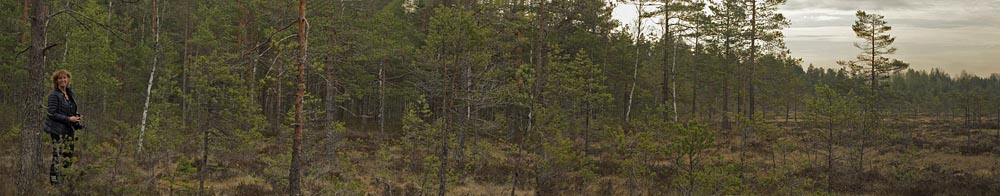 Lokalitet for Freijas Perlemorsommerfugl. Fagersmossen, Nyed, Vrmland, Sverige d. 19 maj 2017. Fotograf; Lars Andersen