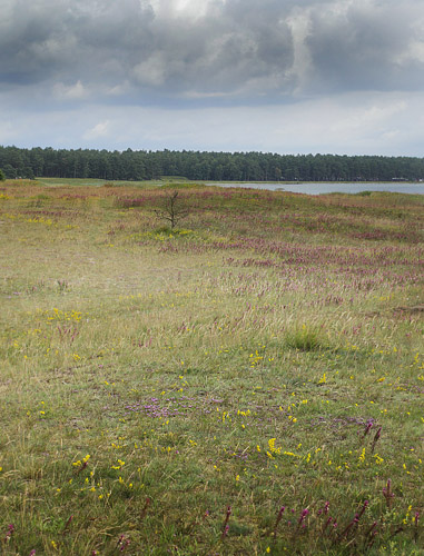 Lokalitet for Sortplettet Blfugl. stra Sand, Skne, Sverige d. 8 juli 2017. Fotograf; Lars Andersen