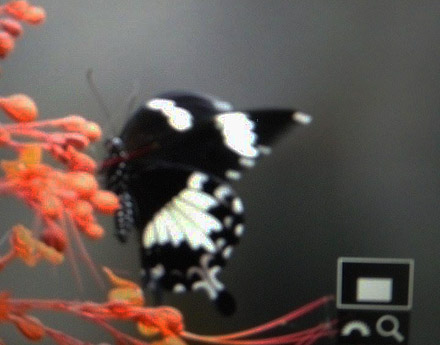 Black and White Helen. Papilio nephalus albolineatus (Forbes, 1885). Polka Dot, Borneo d. 18 marts 2017. Fotograf; Kim Jespersen