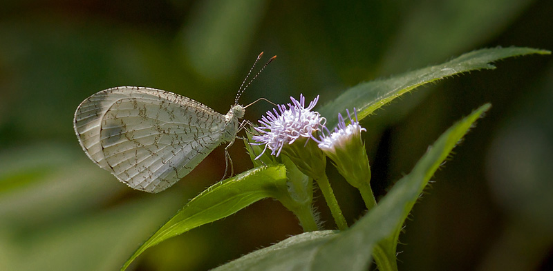 Psyche, Leptosia nina ssp. malayana (Fruhstorfer, 1910). Kuala Lumpur, Malaysia d. 16 marts 2017. Fotograf; John S. Petersen