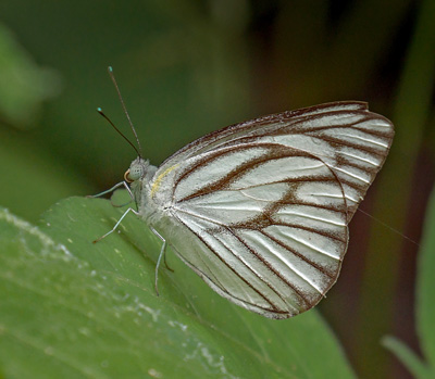 Striped Albatross, Appias libythea (Fabricius, 1775). Mont Kinabalu, Borneo d. 20 marts 2017. Fotograf; John S. Petersen