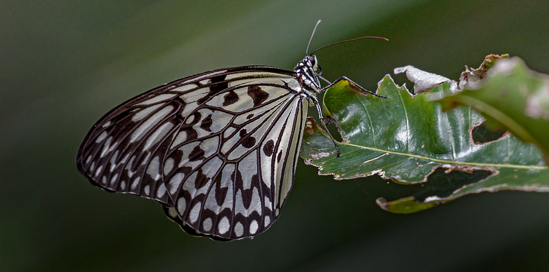 Paper Kite, Idea leuconoe. Kota Kinabalu, Sabah, Borneo d. 18 marts 2017. Fotograf; John S. Petersen