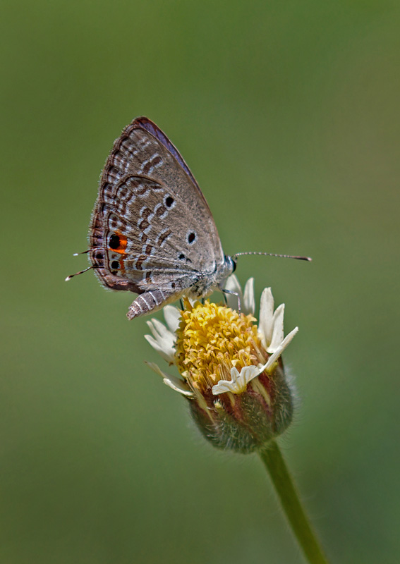 Plains Cupid, Chilades pandava (Horsfield, 1829). Kota Kinabalu, Sabah, Borneo d. 18 marts 2017. Fotograf; John S. Petersen