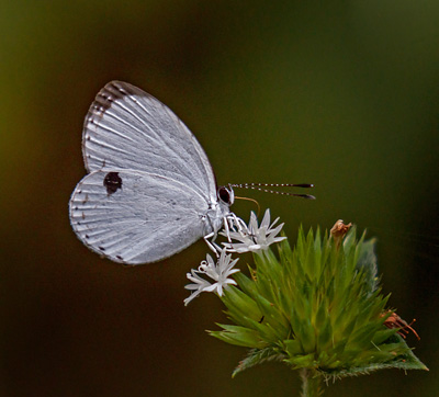 Quaker, Neopithecops zalmora (Butler, 1870). Mont Kinabalu, Borneo d. 20 marts 2017. Fotograf; John S. Petersen