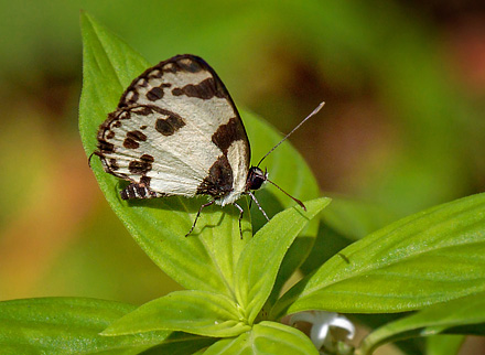 Pierrot, Caleta manovus (Fruhstorfer, 1918). Mont Kinabalu, Borneo d. 20 marts 2017. Fotograf; John S. Petersen