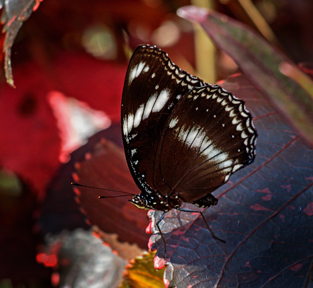 Great Eggfly, Hypolimmas bolina (Linnaeus, 1758).  Mount Kinabalu, Sabah, Borneo d. 20 marts 2017. Fotograf; John S. Petersen