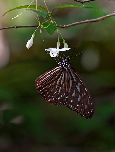 Blue Glassy Tiger, Ideopsis vulgaris majasa (van Eecke, 1914).. Sepilok Nature Resort, Sabah, Borneo d. 21 marts 2017. Fotograf; John S. Petersen