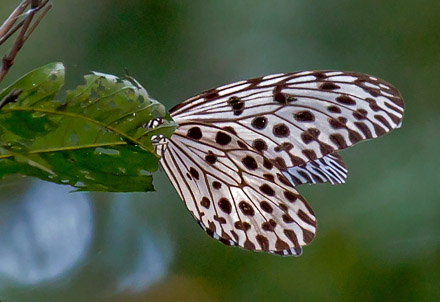 Common Tree Nymph, Idea stolli ssp. alcine (Fruhstorfer, 1910). Sepilok Nature Resort, Sabah, Borneo d. 21 marts 2017. Fotograf; John S. Petersen