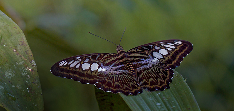 Clipper, Parthenos sylvia borneensis (Staudinger, 1889) male. Sepilok Nature Resort, Sabah, Borneo d. 22 marts 2017. Fotograf; John S. Petersen