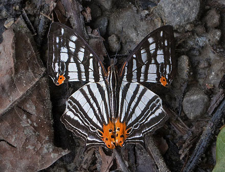 Cyrestis maenalis seminigra (Grose-Smith, 1889). Kota Kinabalu, Borneo d. 28 marts 2017. Fotograf; Kim Jespersen