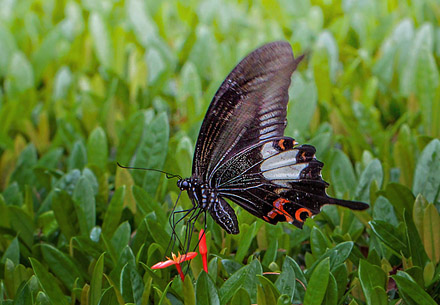 Black and White Helen. Papilio nephalus albolineatus (Forbes, 1885). Sukau Rainforest Lodge, Sabah, Borneo d. 23 marts 2017. Fotograf;  John S. Petersen