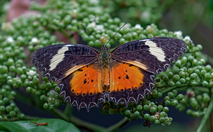 Malay Lacewing, Cethosia hypsea (Doubleday, 1847). Sukau Rainforest Lodge, Sabah, Borneo d. 23 marts 2017. Fotograf; John S. Petersen