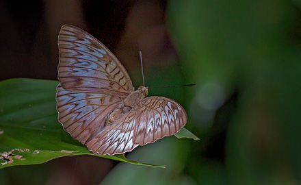 Malay Baron, Euthalia monina ilka (Fruhstorfer, 1899). Sukau Rainforest Lodge, Sabah, Borneo d. 23 marts 2017. Fotograf; John S. Petersen