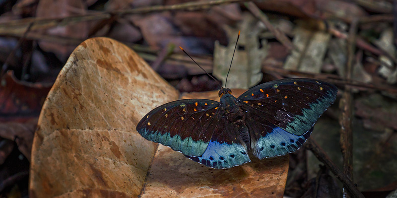 Common Arcduke, Lexias pardalis borneensis (Tsukada, 1991) male.  Sukau Rainforest Lodge, Sabah, Borneo d. 23 marts 2017. Fotograf;  John S. Petersen