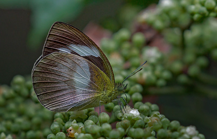 Appias (Phrissura) aegis (C. & R. Felder, 1861). Sukau Rainforest Lodge, Sabah, Borneo d. 23 marts 2017. Fotograf; John S. Petersen