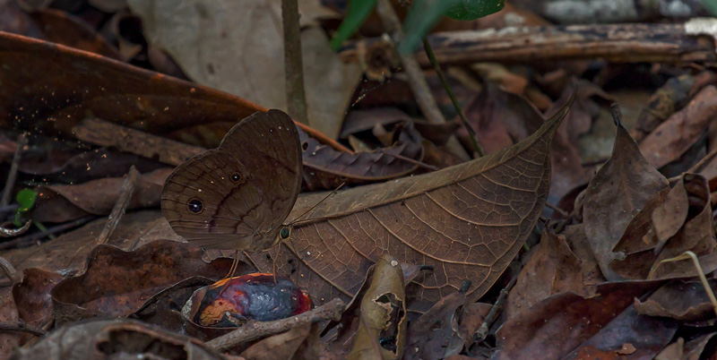 Faunis gracilis (Butler, 1867).  Sukau Rainforest Lodge, Sabah, Borneo d. 23 marts 2017. Fotograf;  John S. Petersen