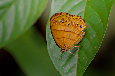 Tawny Bush-Brown, Mycalesis anapita fucentia (Fruhstorfer, 1911). Sukau Rainforest Lodge, Sabah, Borneo d. 23 marts 2017. Fotograf;  John S. Petersen