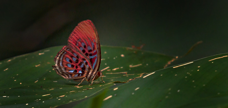 Red Harlekin, Paralaxita damajanti. Sukau Rainforest Lodge, Sabah, Borneo d. 23 marts 2017. Fotograf; John S. Petersen