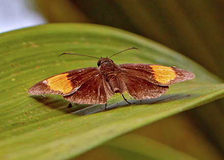 Kota Kinabalu, Sabah, Borneo d. 26 marts 2017. Fotograf; John S. Petersen