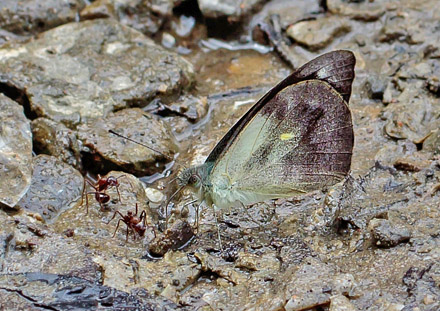 Plain Puffin,, Appias indra aemilia (Fruhstorfer, 1910). Kota Kinabalu, Sabah, Borneo d. 26 marts 2017. Fotograf; John S. Petersen
