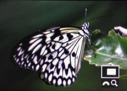 Polka Dot, Borneo d. 18 marts 2017. Fotograf; Kim Jespersen