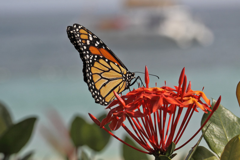 Monark, Danaus plexippus. Sankt Thomas, Jomfruerne d. 8 maj 2016. Fotograf; Henrik S. Larsen