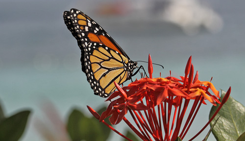 Monark, Danaus plexippus ssp. megalippe. Sankt Thomas, Jomfruerne d. 8 maj 2017. Fotograf; Henrik S. Larsen