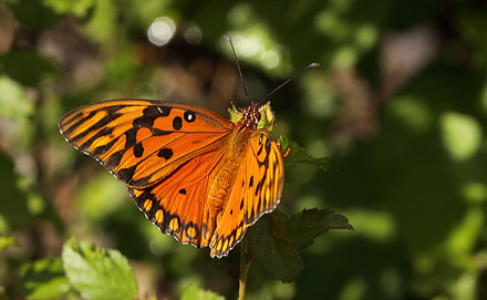 Gulf Fritillary, Agraulis vanillae ssp. insularis.  Sankt Thomas, Jomfruerne d. 7 maj 2017. Fotograf; Henrik S. Larsen