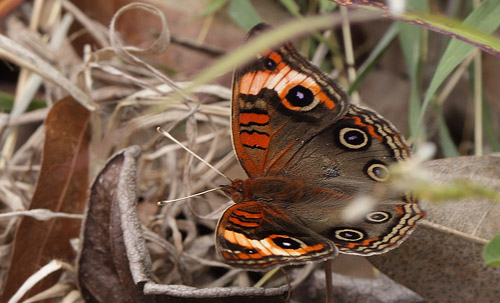 Tropical Buckeye, Junonia evarete ssp. zonalis. Sankt Thomas, Jomfruerne d. 6 maj 2017. Fotograf; Henrik S. Larsen