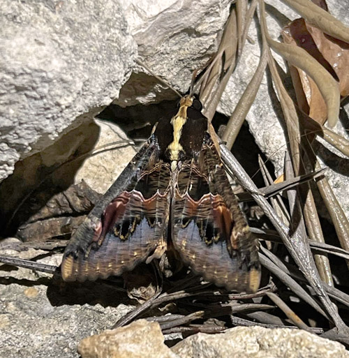 Sundowner Moth, Sphingomorpha chlorea (Cramer, 1777) family Erebidae. Sphinxblick, Windhoek, Namibia ultimo february 2023. Photographer: Regitze Enoksen