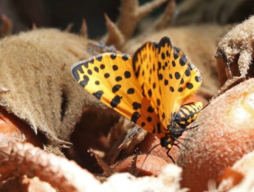 Leopard Magpie Moth, Zerenopsis lepida (Walker, 1854) family Geometrdae. Pretoria , South Africa march 2023. Photographer: Regitze Enoksen