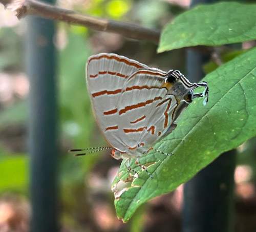 Azure Hairstreak, Hemiolaus caeculus (Hopffer, 1855). Victoriafalls, Zimbabwe. Primo march, 2023. Photographer: Regitze Enoksen